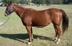 Photo of horse with poor conformation (a long, weak back); the topline and underline are similar lengths.